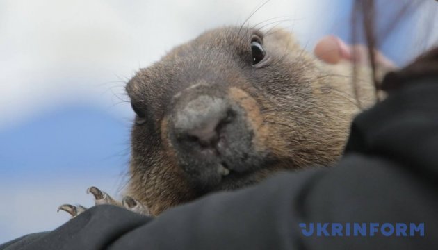 Читайте також:  Рекордний снігопад в Італії: туристів евакуювали вертольотами   Український провісник погоди Тимка-3 передбачив весну через 6 тижнів і наявність життя на Марсі / Фото: В'ячеслав Мадієвський, Укрінформ