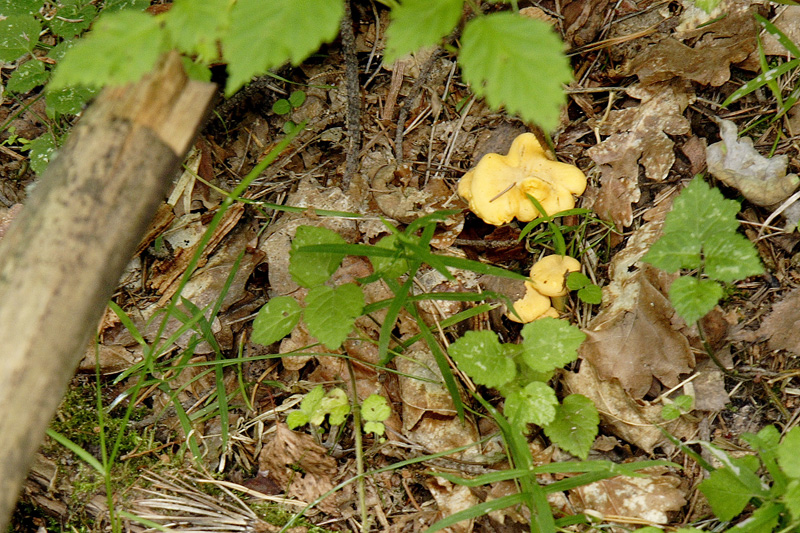 Лисички - дуже смачний і ошатний гриб, який отримав свою назву через яскраво-рудого окрасу, що нагадує колір яєчного жовтка