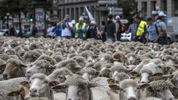 10 жовтня 2017, 1:57 Переглядів:   Фермери вивели на центральну площу тисячу овець, фото AFP