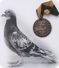 Найбільш відомою птахом великого польоту, тобто спецпризначення, став британський голуб на прізвисько Коммандо