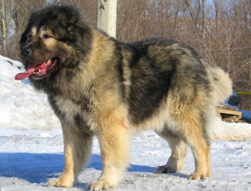 Характеристика кавказької породи