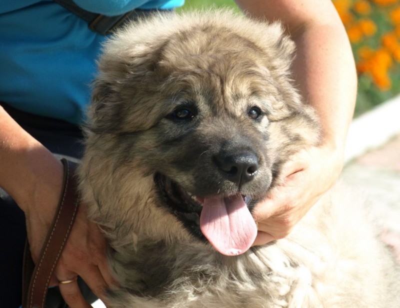 Зміст кавказької вівчарки