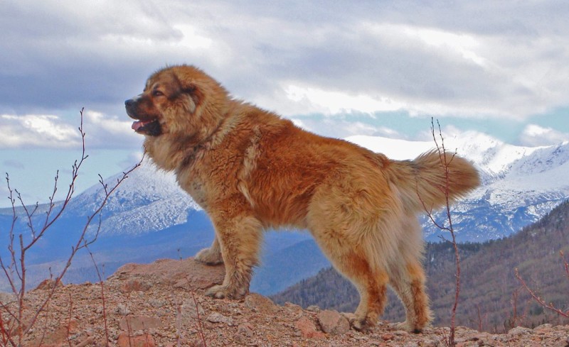 Здоров'я кавказької вівчарки