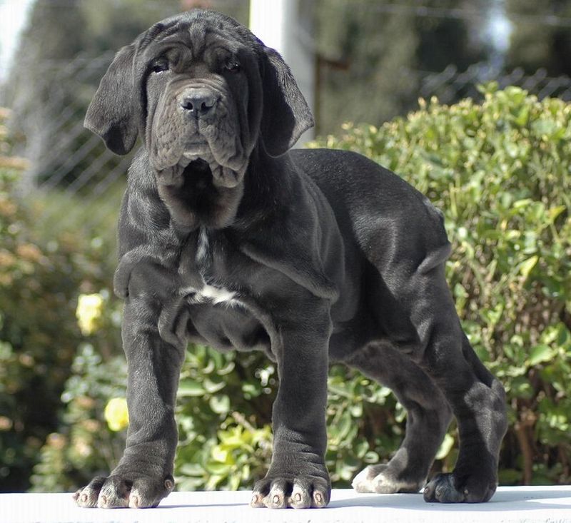 Середньоазіатська вівчарка (інші назви - туркменський вовкодав або алабай) - стародавня порода собак, родом з регіонів Середньої Азії