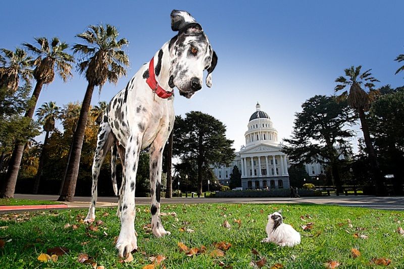 Піренейський мастиф - порода гігантських собак, родом з Арагона, Іспанія