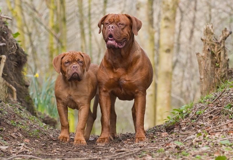 Бульмастиф - велика порода домашніх собак, виведена англійськими єгерями в XIX столітті з метою охорони маєтків
