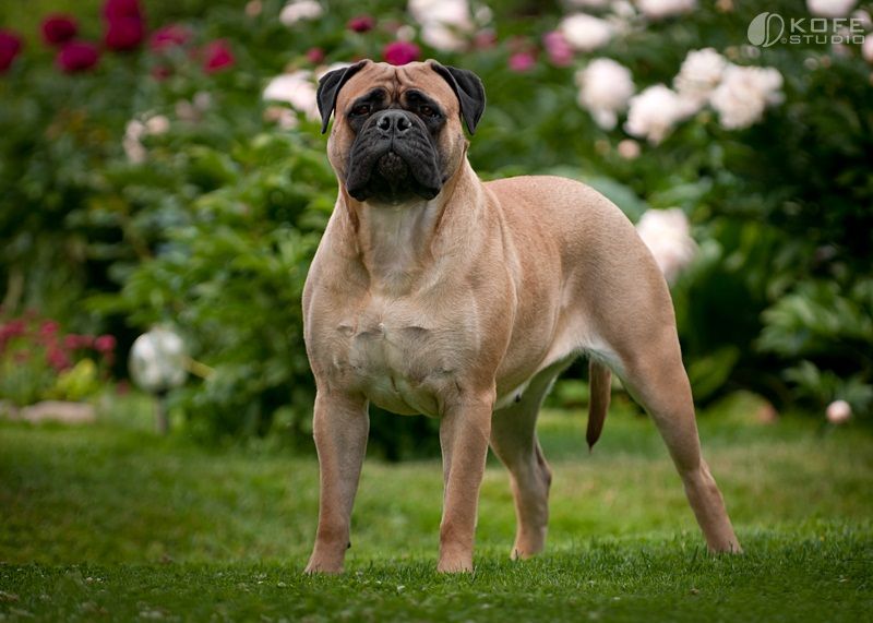 Вони дуже дисципліновані, тямущі тварини, легко піддаються дресируванню і, володіючи чудовим нюхом, є чудовими шукачами