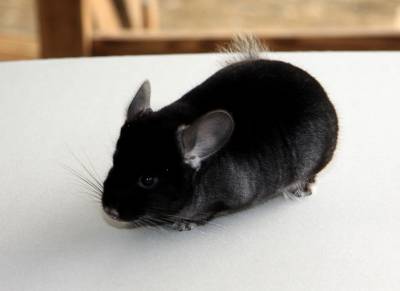 Якщо, прочитавши цю статтю, ви зацікавилися шиншилами і подумує про початок такого бізнесу, ми раді будемо допомогти вам зробити вибір і стати нашими партнерами