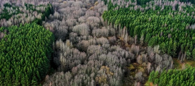 Я не ставила за мету детальний аналіз «Равлики