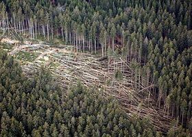 Фото: ЧТК   «Лісозаготівля після ветролома обходиться на 50 - 60% дорожче, ніж стандартна заготовка