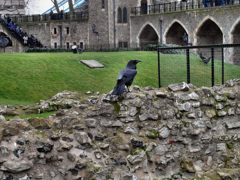 Подальша (начебто вже більш правдива) історія воронів Тауера сходить до XVII століття, коли вони були найпоширенішою птахом в Лондоні