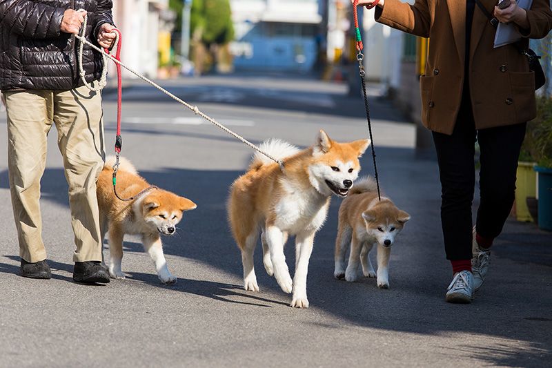 Щоранку Накагава гуляє з трьома собаками