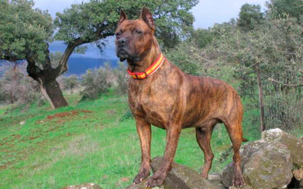 Ця порода великих собак розлучається тільки в Іспанії