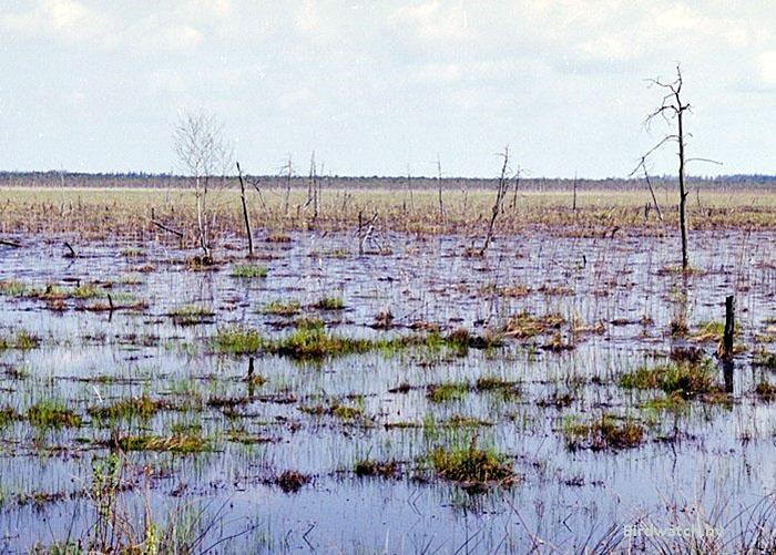 Ольманскіе болота