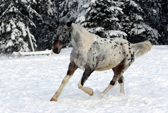 упряжная   Алтайська коня - порода коней, батьківщиною якої є Росія