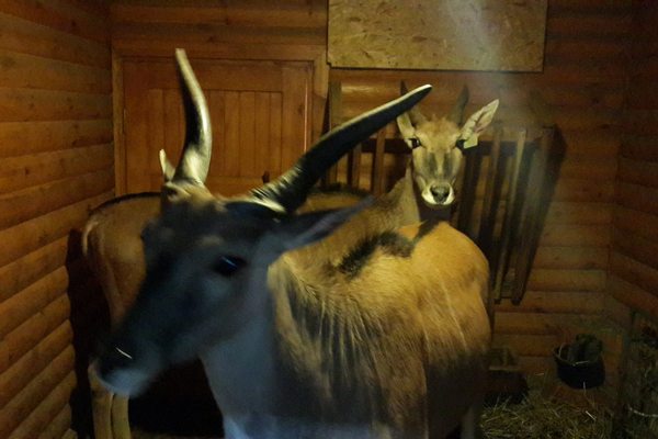 За словами персоналу цього зоопарку, Віктор Янукович жодного разу не відвідав павільйони з цими тваринами і птахами