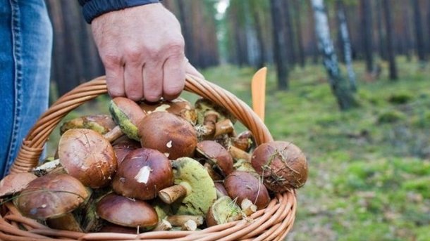 13 вересня 2017, 22:50 Переглядів:   У Чернігівській області знайшли радіоактивні гриби, фото therussiantimes