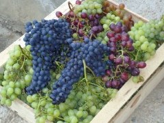 Як це не дивно звучить, але виноградарство на Уралі стає все популярнішим і популярнішим