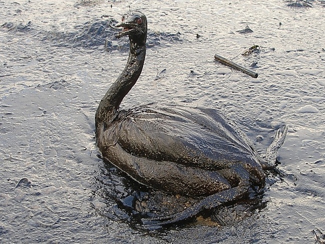 Робочий збирає мертву рибу з озера в Ухані, Китай (   джерело   )